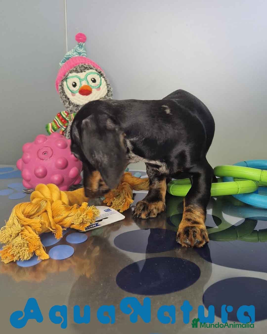 Teckel Miniatura perros en venta: Teckel Macho de Tiana y Tilo 4490 AQUANATURA - Anuncio 3