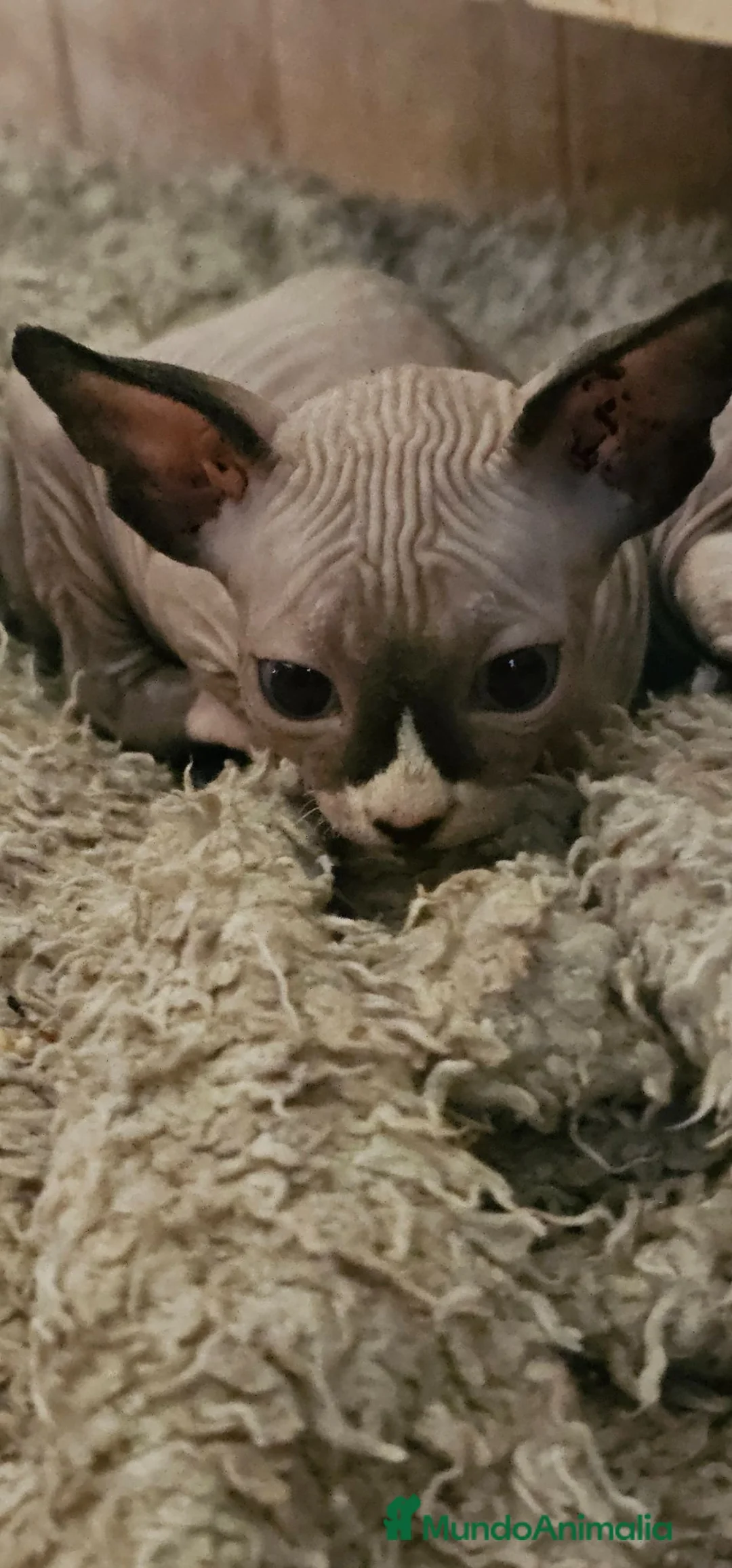 Sphynx gatos en adopcion: GATITO SPHYNX  - Anuncio 1