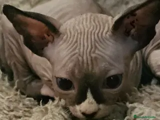 Sphynx gatos GATITO SPHYNX - Anuncio 4