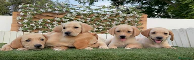 Labrador Retriever 3