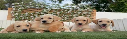Labrador Retriever perros en venta: LABRADOR RETRIEVER - Anuncio 3