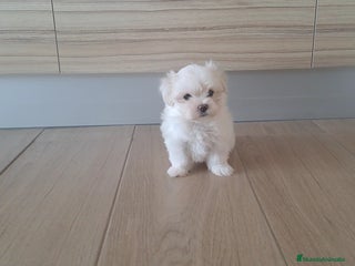 Bichón Maltés perros - Anuncio 5