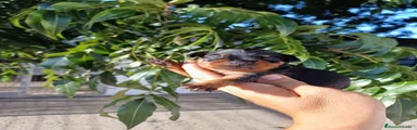 Pinscher Miniatura 2