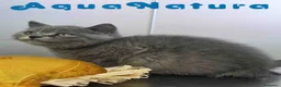 Británico de Pelo Corto Azul gatos en venta: British Macho 6344 AQUANATURA - Anuncio 8