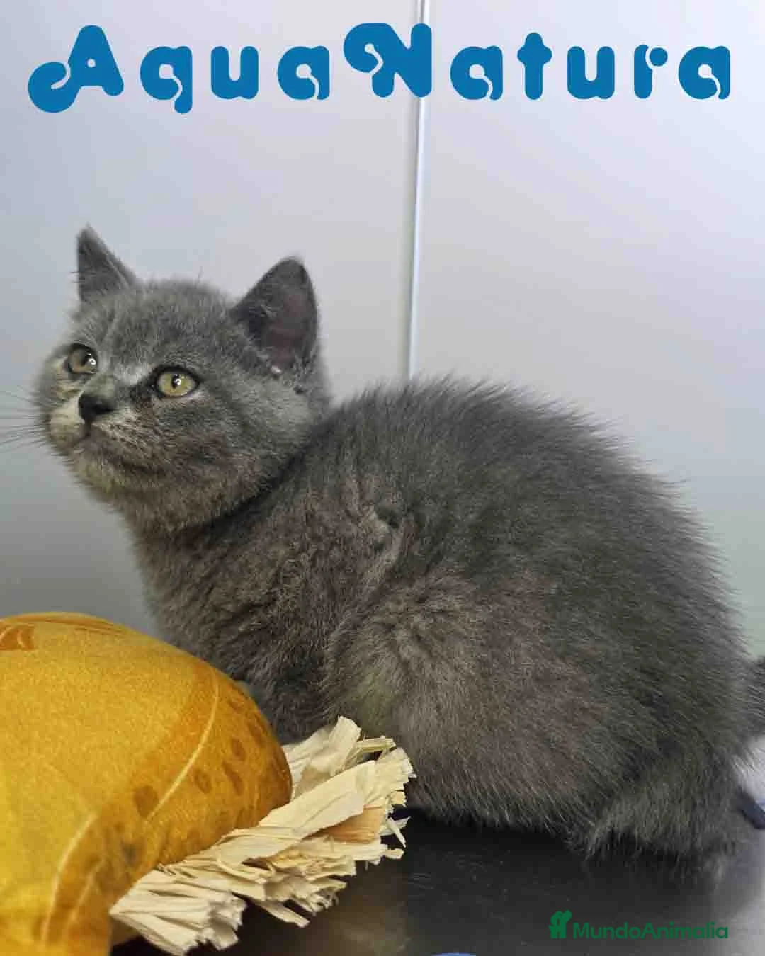Británico de Pelo Corto Azul gatos en venta: British Macho 6344 AQUANATURA - Anuncio 8