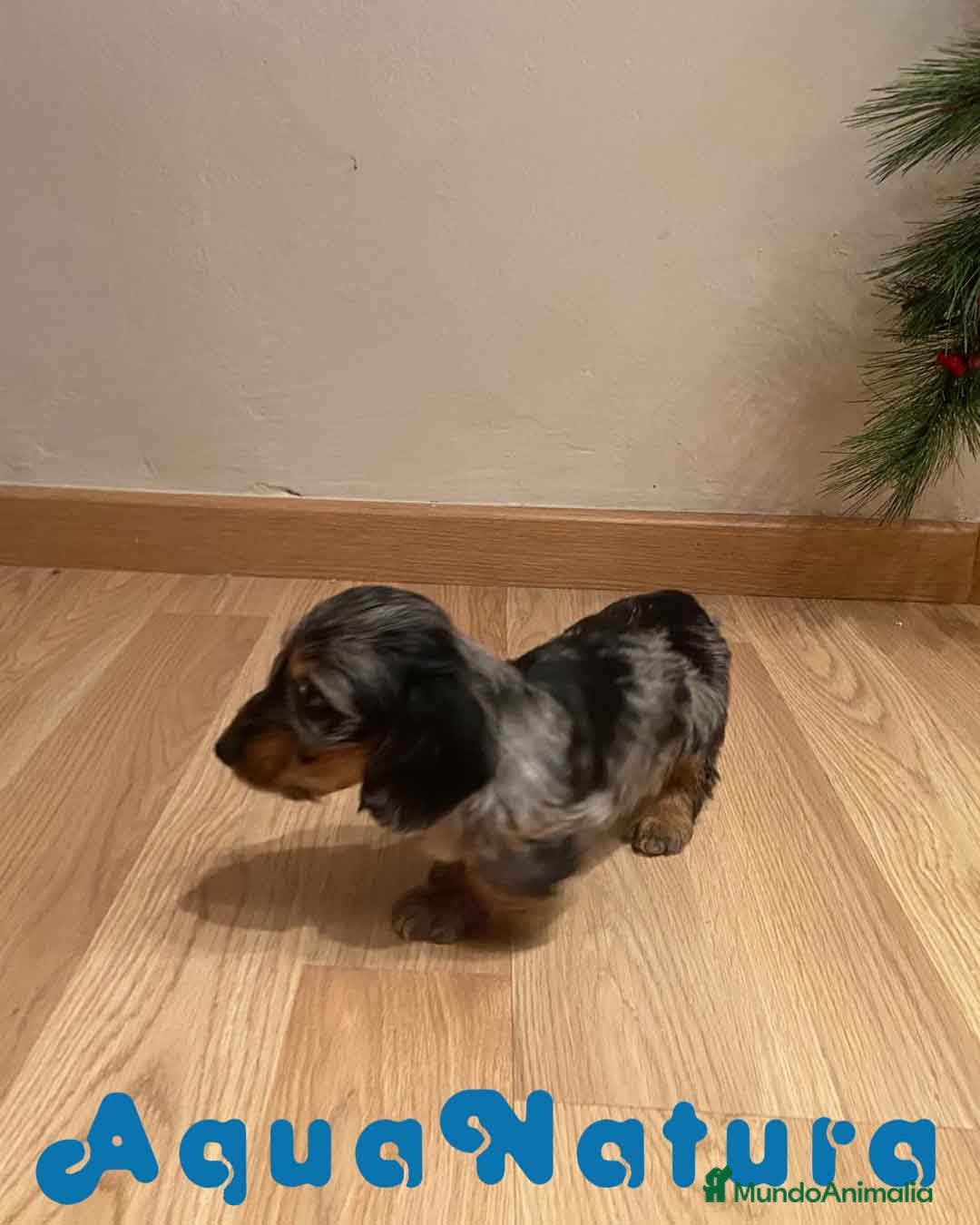 Teckel Miniatura perros en venta: Teckel Macho Pelo Largo 1999 AQUANATURA - Anuncio 4