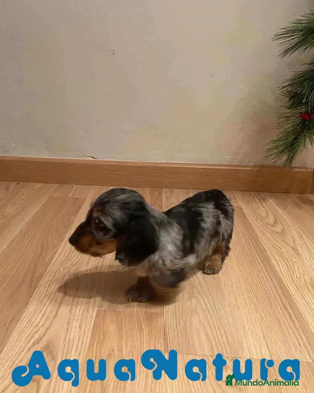 Teckel Miniatura perros en venta: Teckel Macho Pelo Largo 1999 AQUANATURA - Anuncio 4