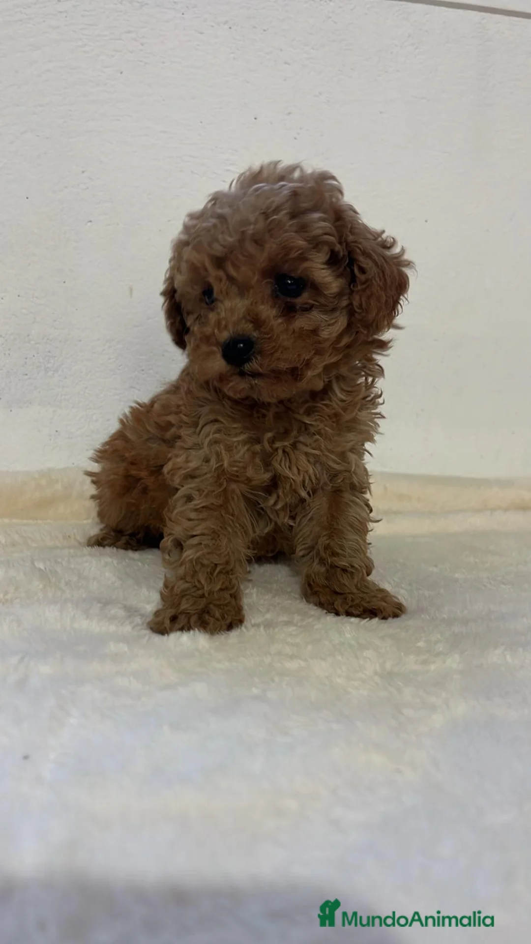 Caniche Toy perros en venta: Caniche toy - Anuncio 1