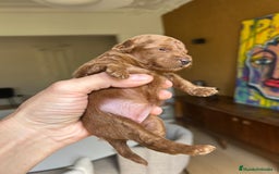 Caniche Toy perros en venta: Recién nacidos Caniche Toy rojos - Imagen 3