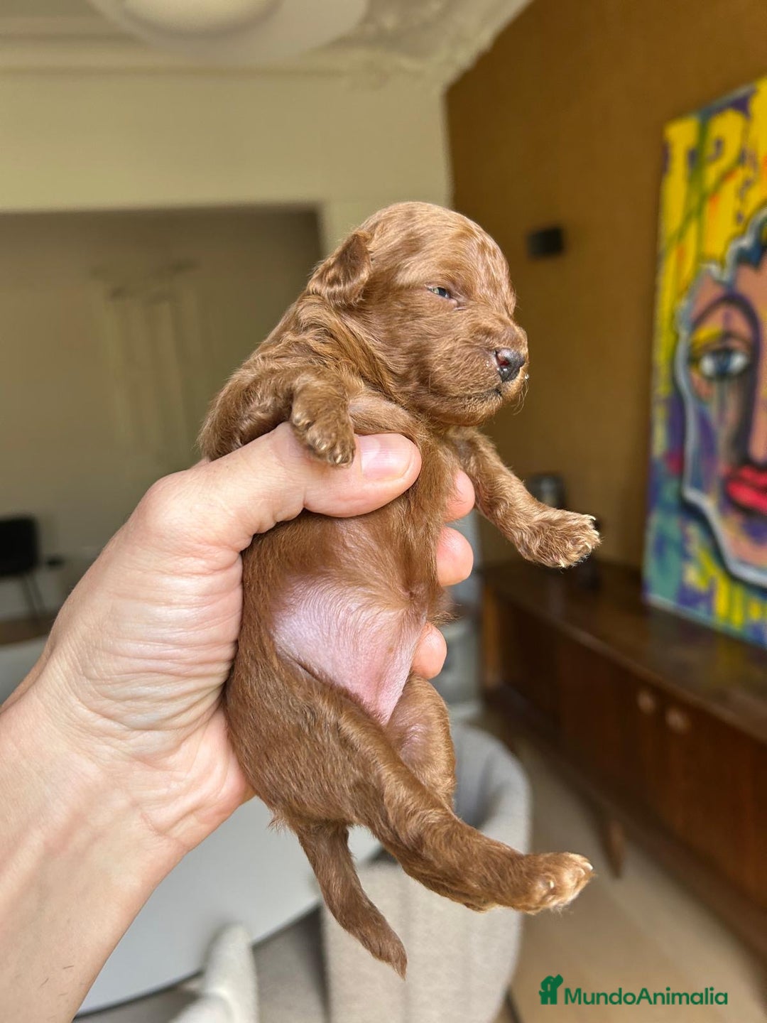 Caniche Toy perros en venta: Recién nacidos Caniche Toy rojos - Imagen 3