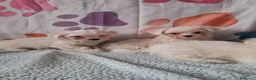 Bichón Maltés perros en venta: Bichón maltes - Anuncio 3