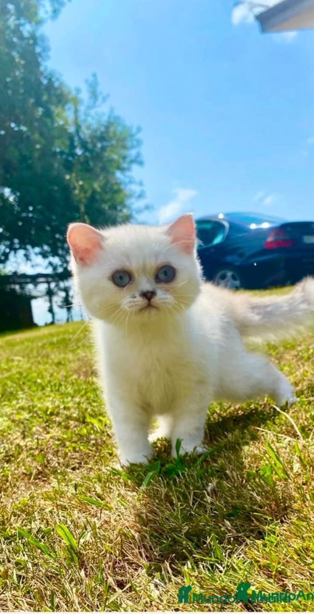 Británico de Pelo Corto gatos en venta: Cachorros british silver point - Imagen 3