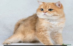 Británico de Pelo Corto gatos en adopcion: British shorthair chocolate golden pura raza - Imagen 3