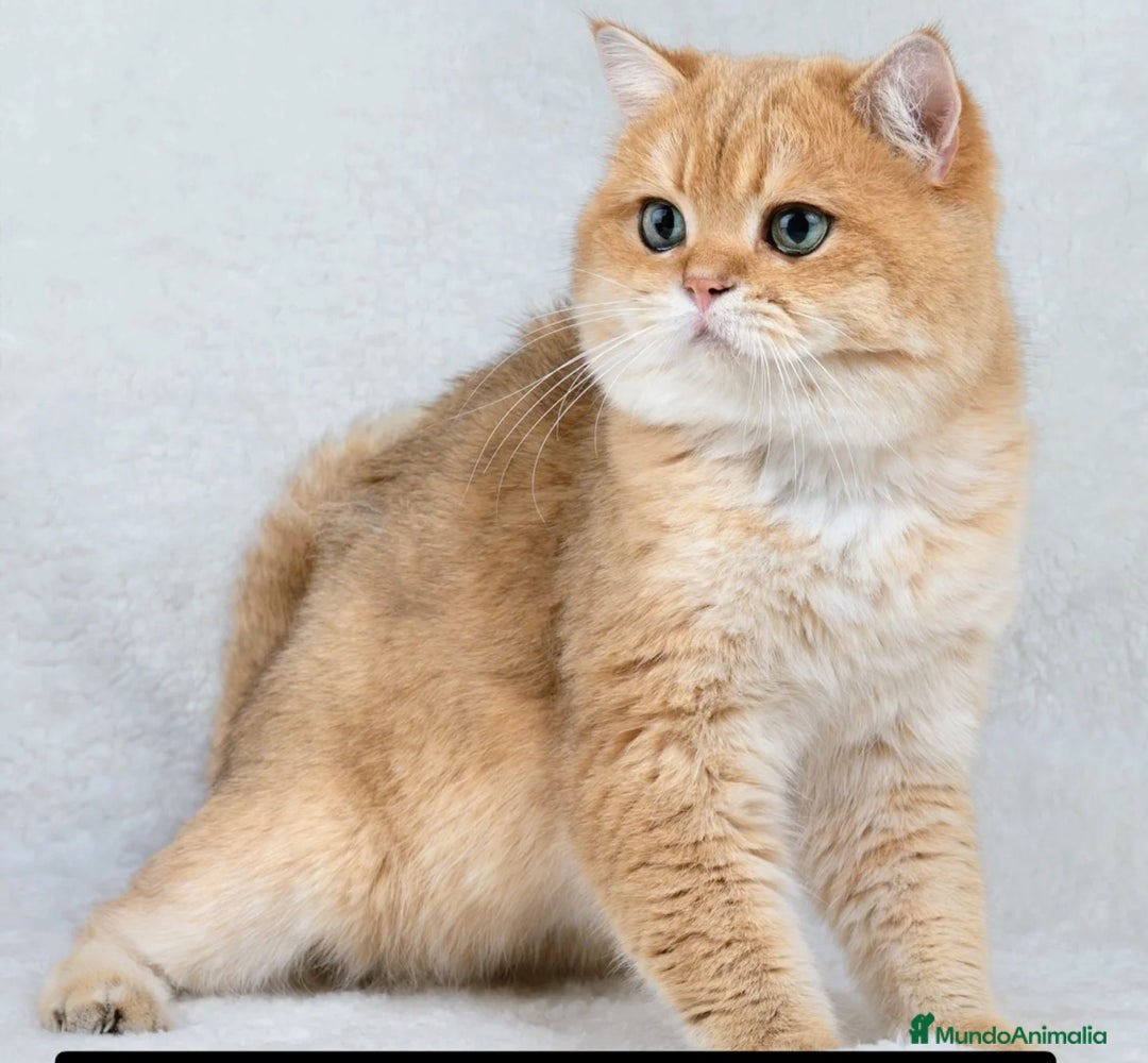 Británico de Pelo Corto gatos en adopcion: British shorthair chocolate golden pura raza - Imagen 3
