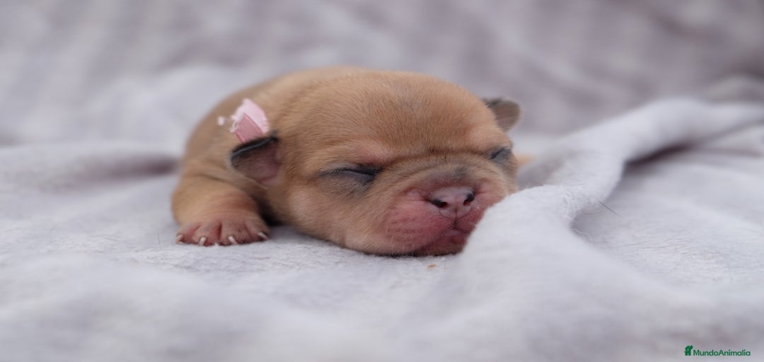 Imagen de galería {{count}}