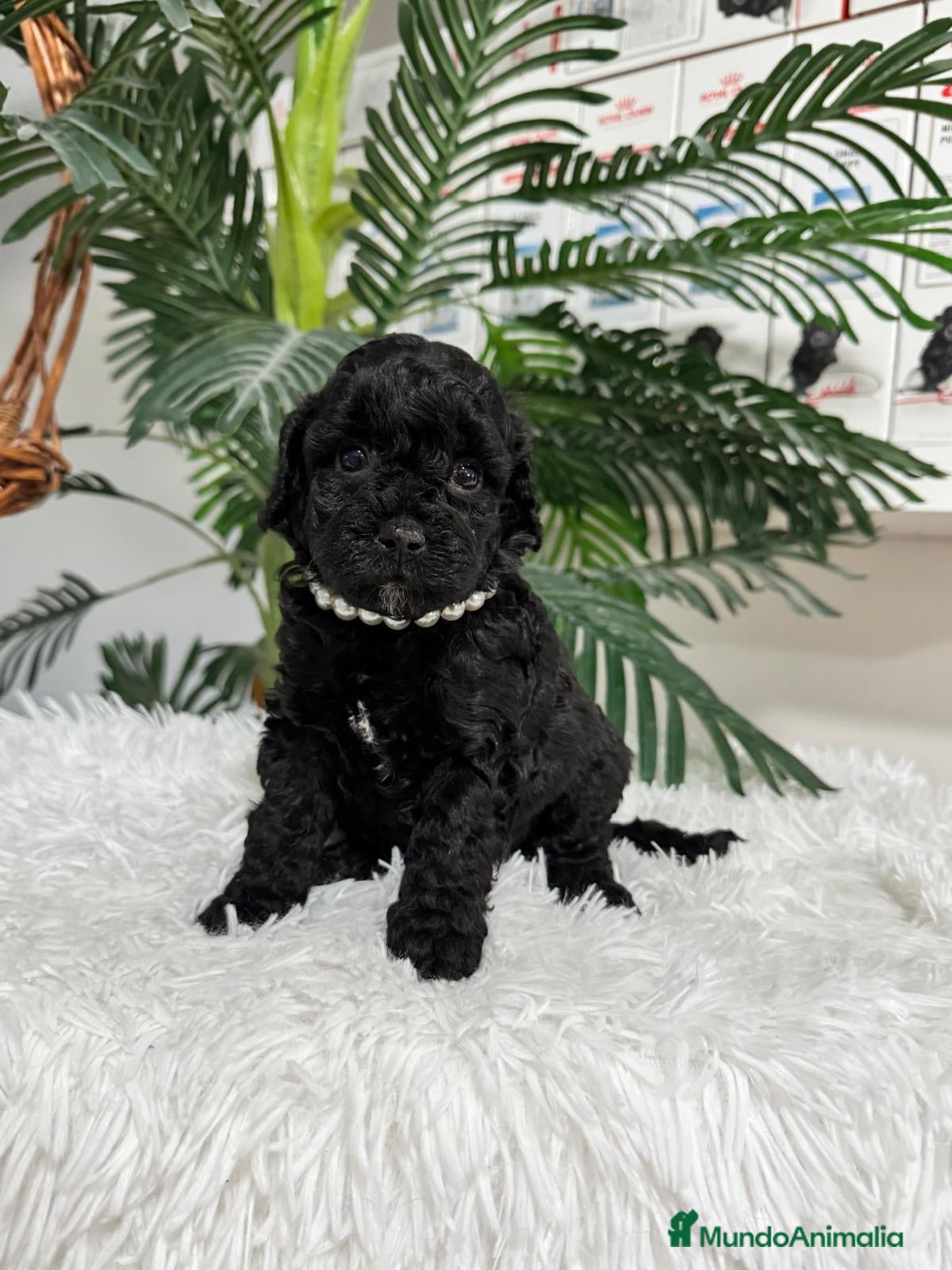 Caniche Enano perros CANICHE 🎀 - Anuncio 1