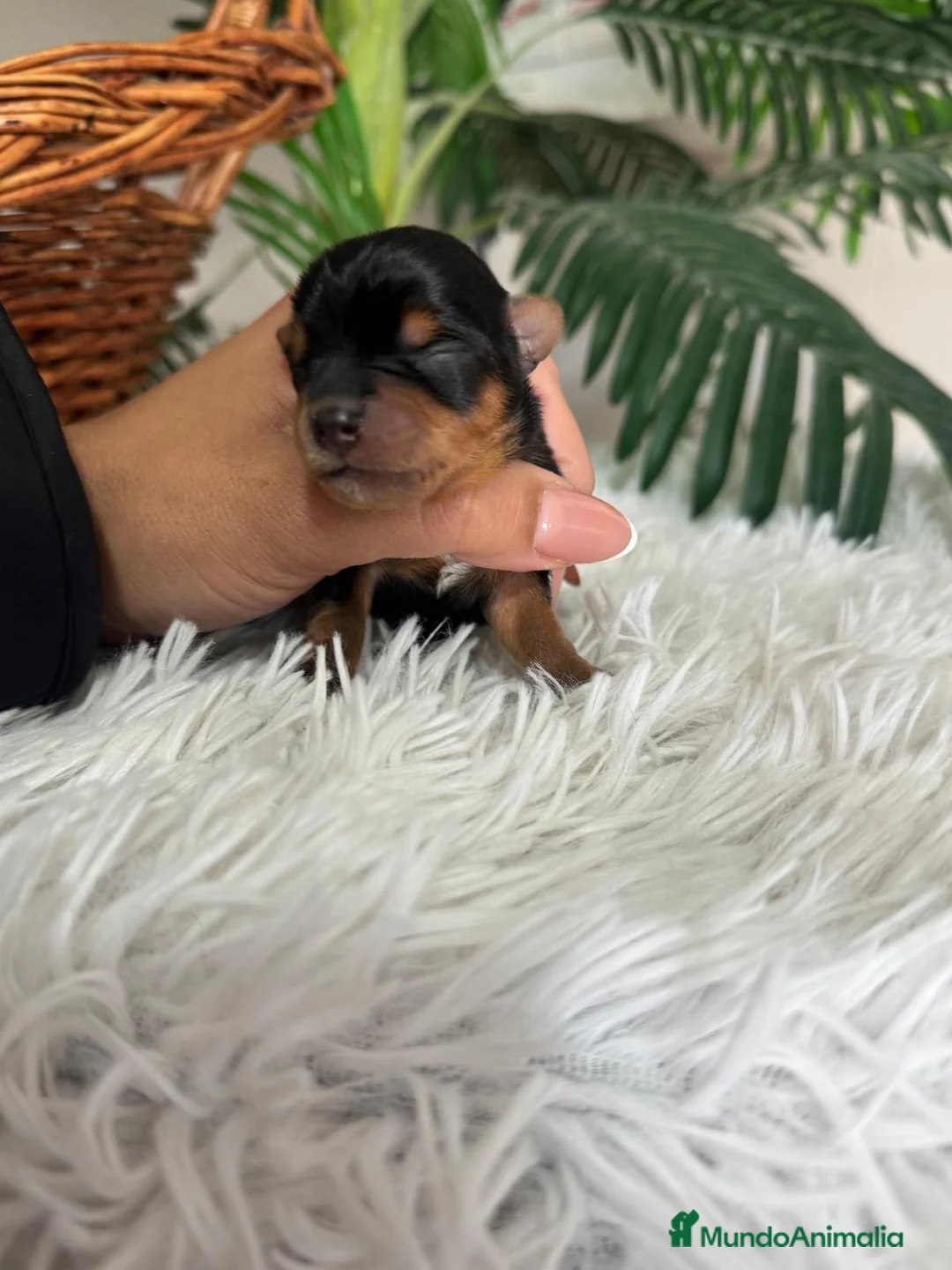 Yorkshire Terrier perros en venta: YORKSHIRE TERRIER - Anuncio 3