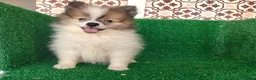 Pomerania perros en venta: Pomerania  - Anuncio 6
