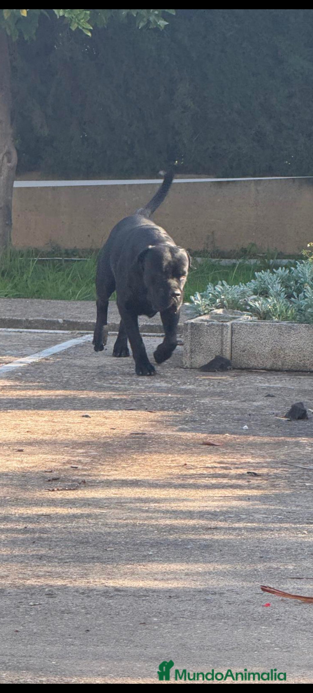 Cane Corso perros en venta: Hembra cane corso blue  - Anuncio 2