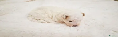 Maltipoo 1