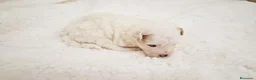 Maltipoo perros en venta: Macho Maltipoo  - Anuncio 2