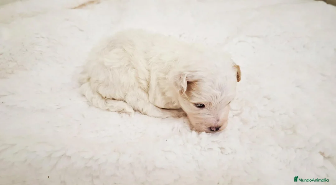 Maltipoo perros en venta: Macho Maltipoo  - Anuncio 2