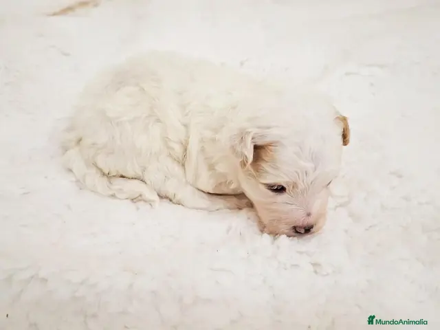Maltipoo perros en venta: Macho Maltipoo - Anuncio 2