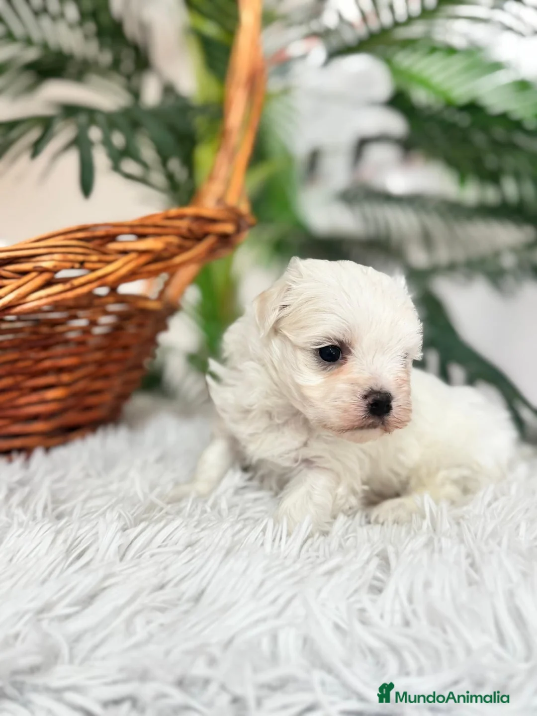 Bichón Maltés perros en venta: BICHON MALTES MACHO - Anuncio 10