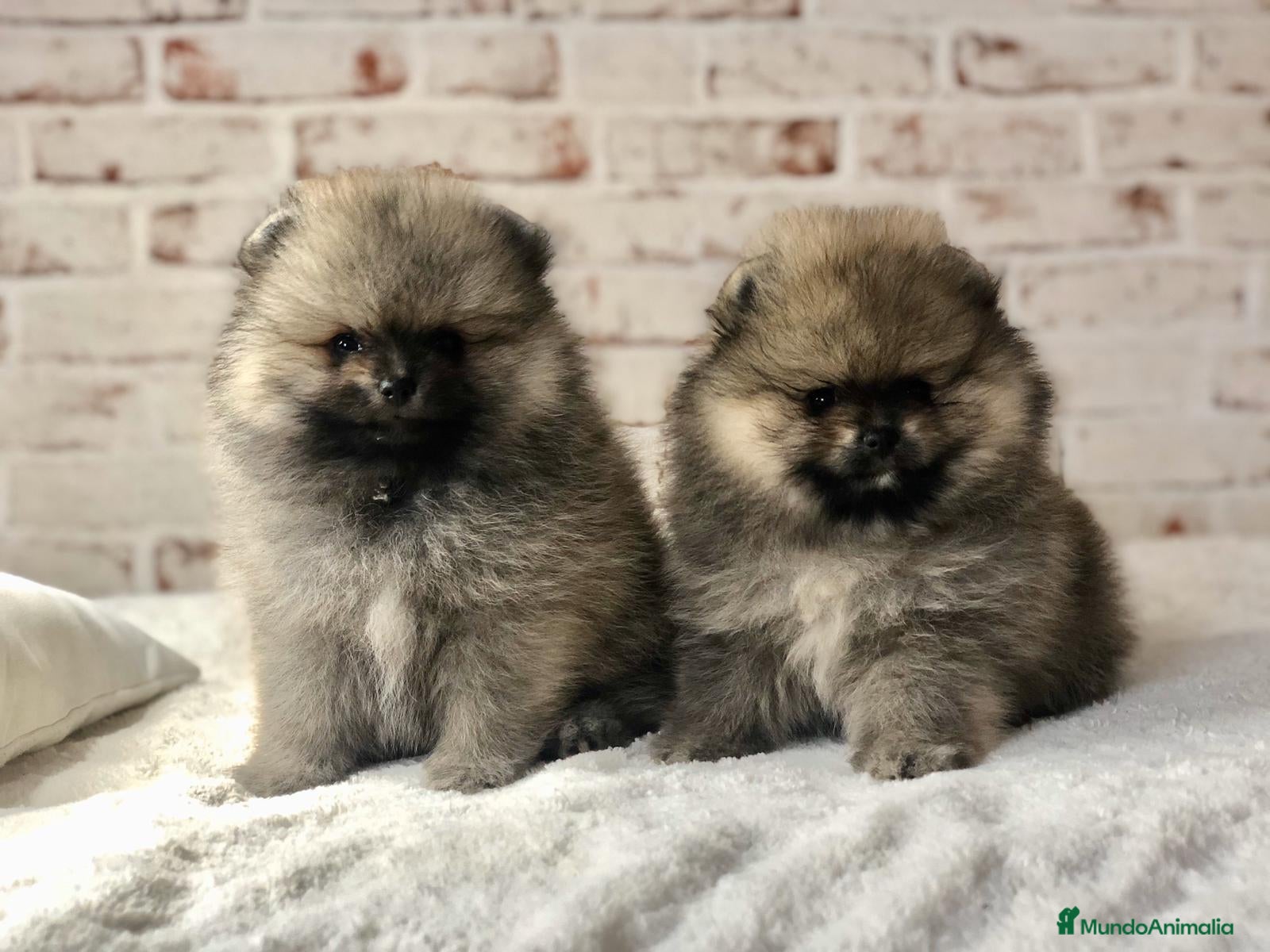 Pomerania perros Lulú de pomerania  - Anuncio 2