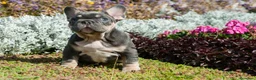 Bulldog Francés perros en venta: BULLDOG FRANCES EXOTICOS - BARCELONA  - Anuncio 9