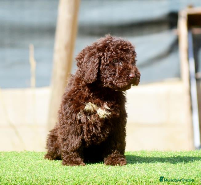 Perro de Agua Español perros CAMADA PERRO DE AGUA ESPAÑOL - Anuncio 1