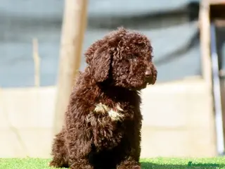 Perro de Agua Español perros CAMADA PERRO DE AGUA ESPAÑOL - Anuncio 1