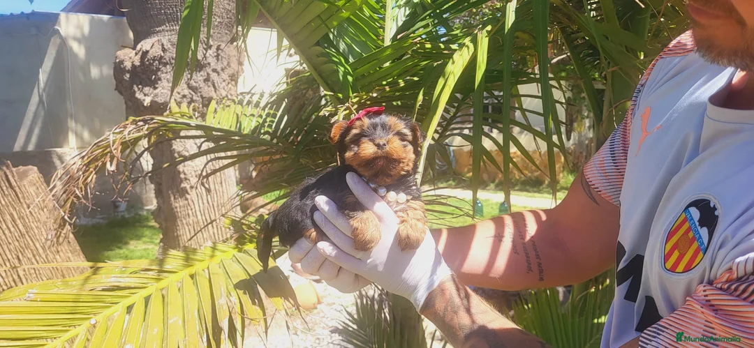 Yorkshire Terrier perros en venta: Precioso yorkshire terrier machito!! - Anuncio 2