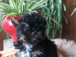 Yorkshire Terrier perros Cachorro Yorkshire Miniatura - Anuncio 1