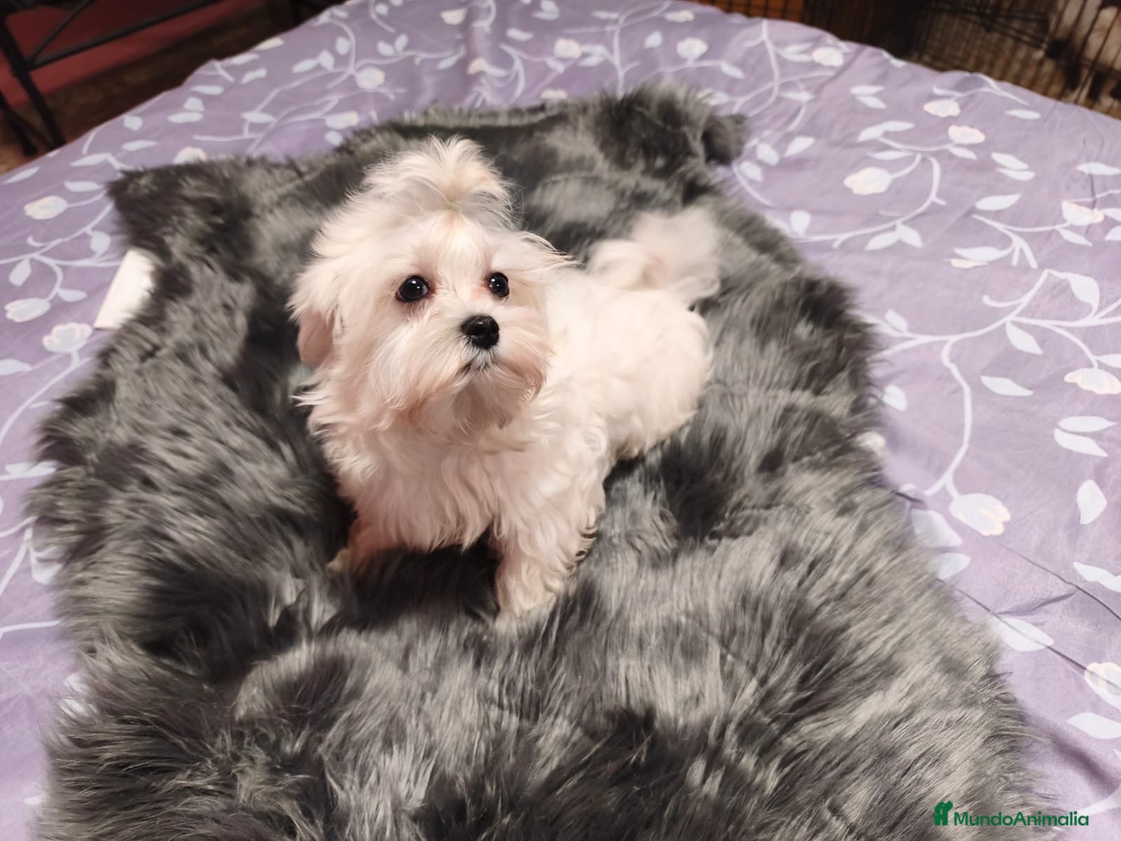 Bichón Maltés perros Bichon maltes - Anuncio 1