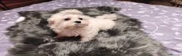 Bichón Maltés perros en venta: Bichon maltes - Anuncio 1