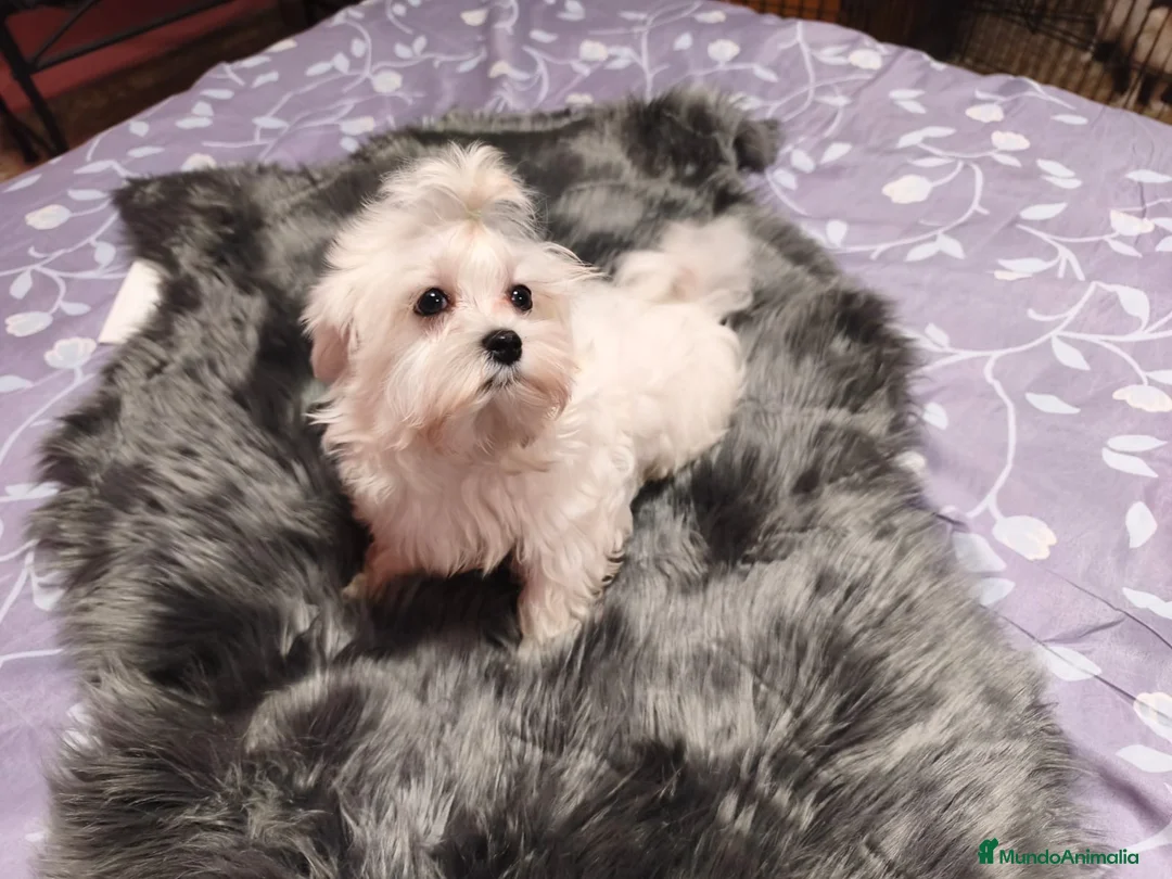 Bichón Maltés perros en venta: Bichon maltes - Anuncio 1