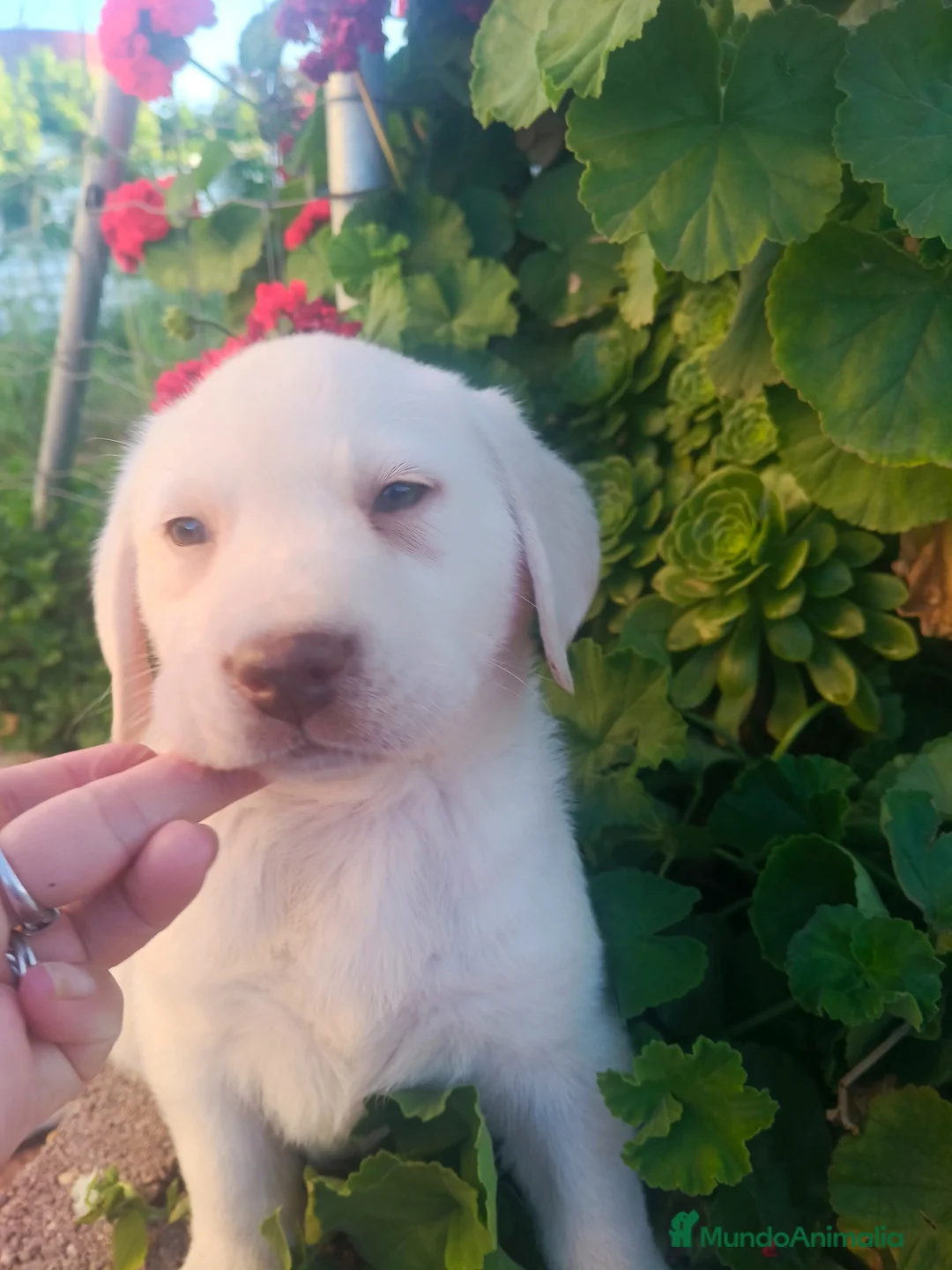 Labrador Retriever perros en venta: Labrador retriever dorado  en Madrid - Anuncio 6