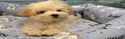Maltipoo perros en venta: Maltipoo Macho listo para entregar!!! - Anuncio 1