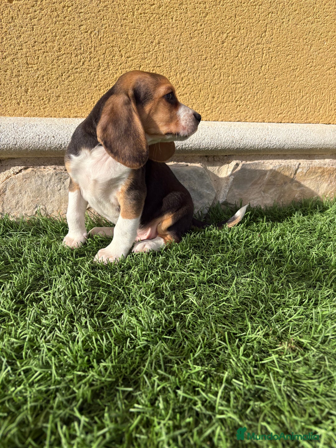 Beagle perros en venta: Beagle cachorro macho línea francesa  - Anuncio 2