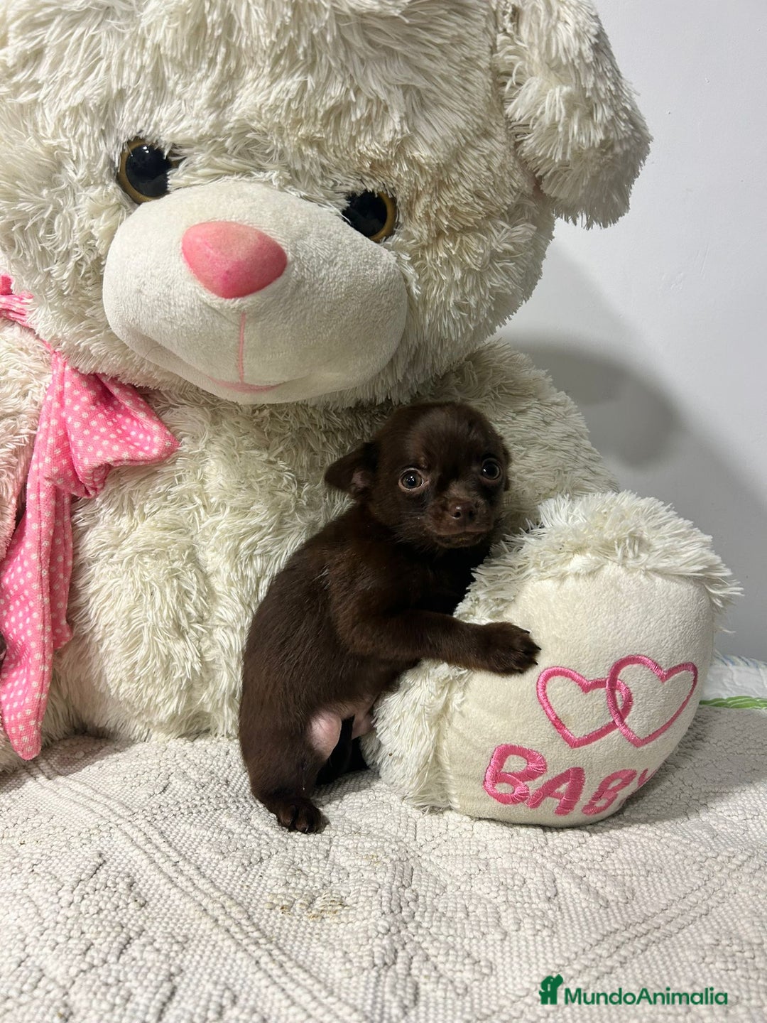 Chihuahua perros en venta: Chihuahua mini - Anuncio 2