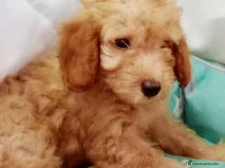 Caniche Enano perros en Barcelona - Anuncio 7