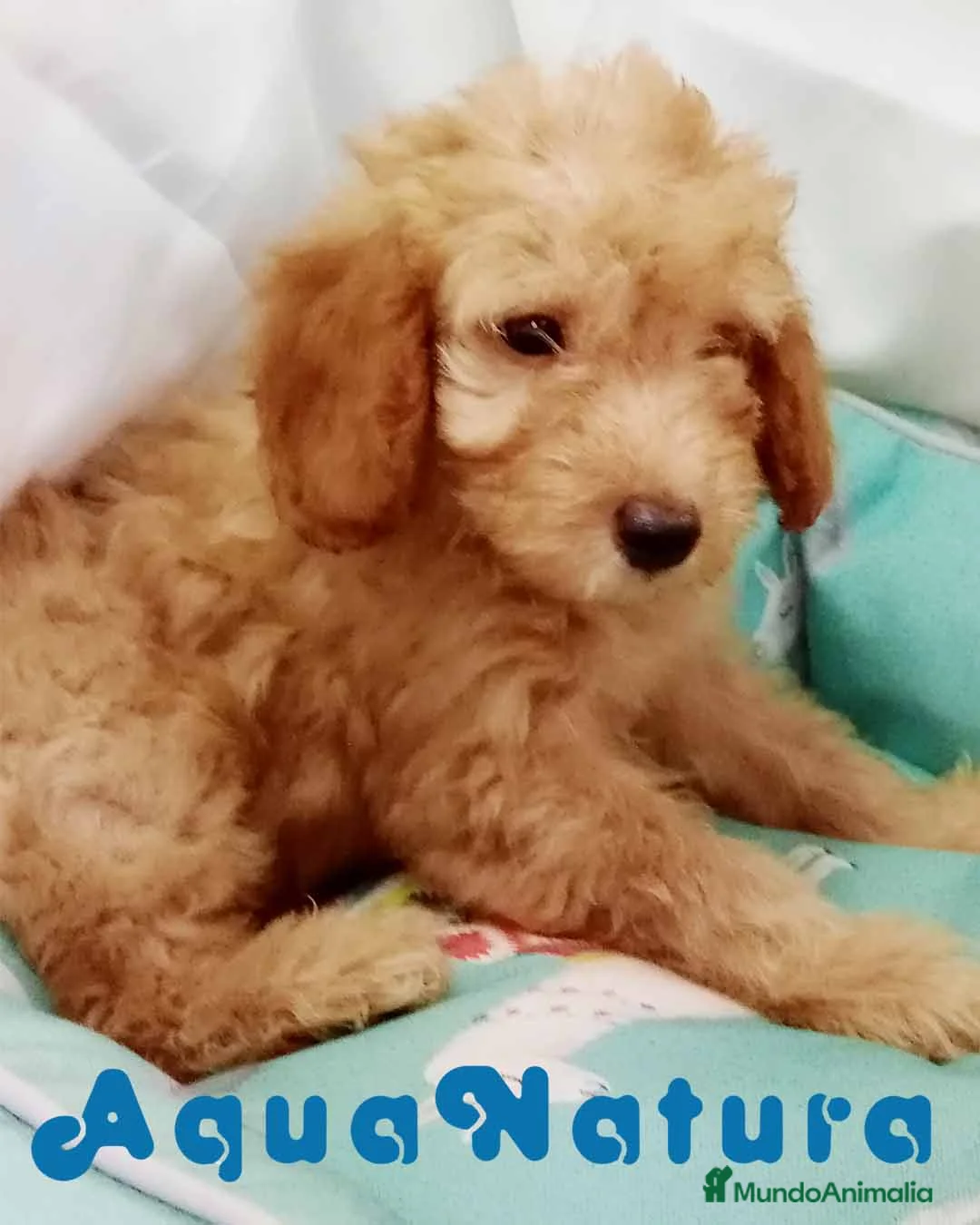Caniche Enano perros en venta: Caniche Macho de Barbie y Can 6150 - AQUANATURA en Barcelona - Anuncio 1