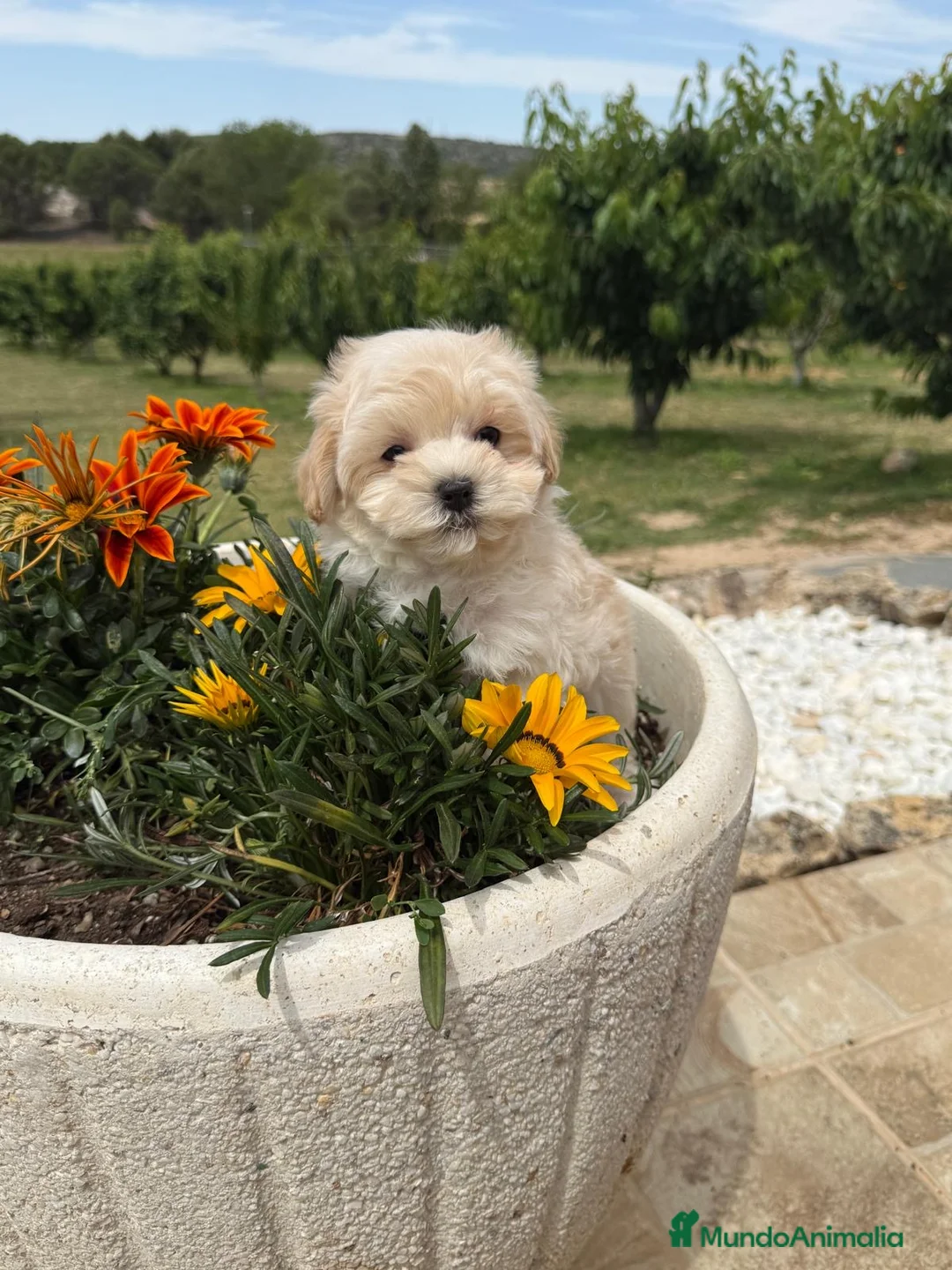 Maltipoo perros en venta: Maltipoo maltipoo macho macho disponible  - Anuncio 10