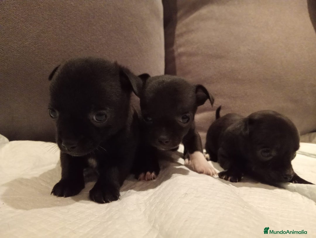 Chihuahua perros en venta: Chihuahua toy cabeza manzana  - Imagen 3
