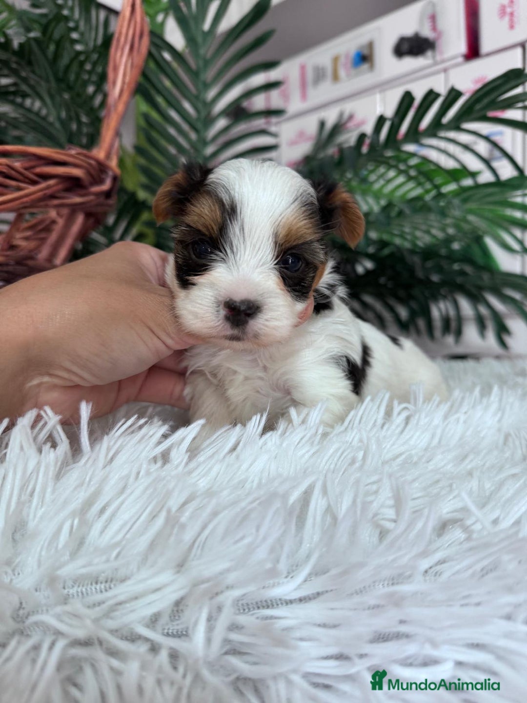 Yorkshire Terrier perros en venta: YORKSHIRE BIEWER - Anuncio 18