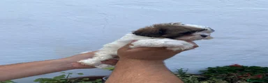 Shih Tzu 3