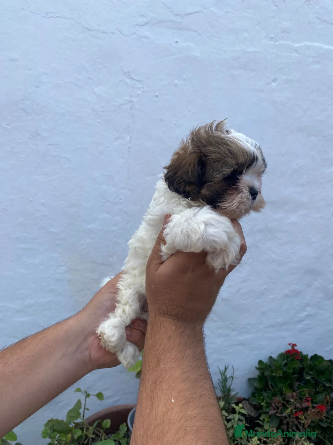 Shih Tzu perros en venta: Cachorros de Shih Tzu  - Anuncio 3