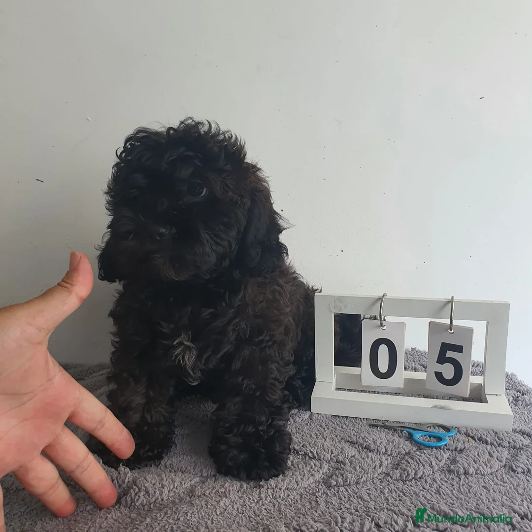 Maltipoo perros en venta: Maltipoo mini  - Anuncio 1