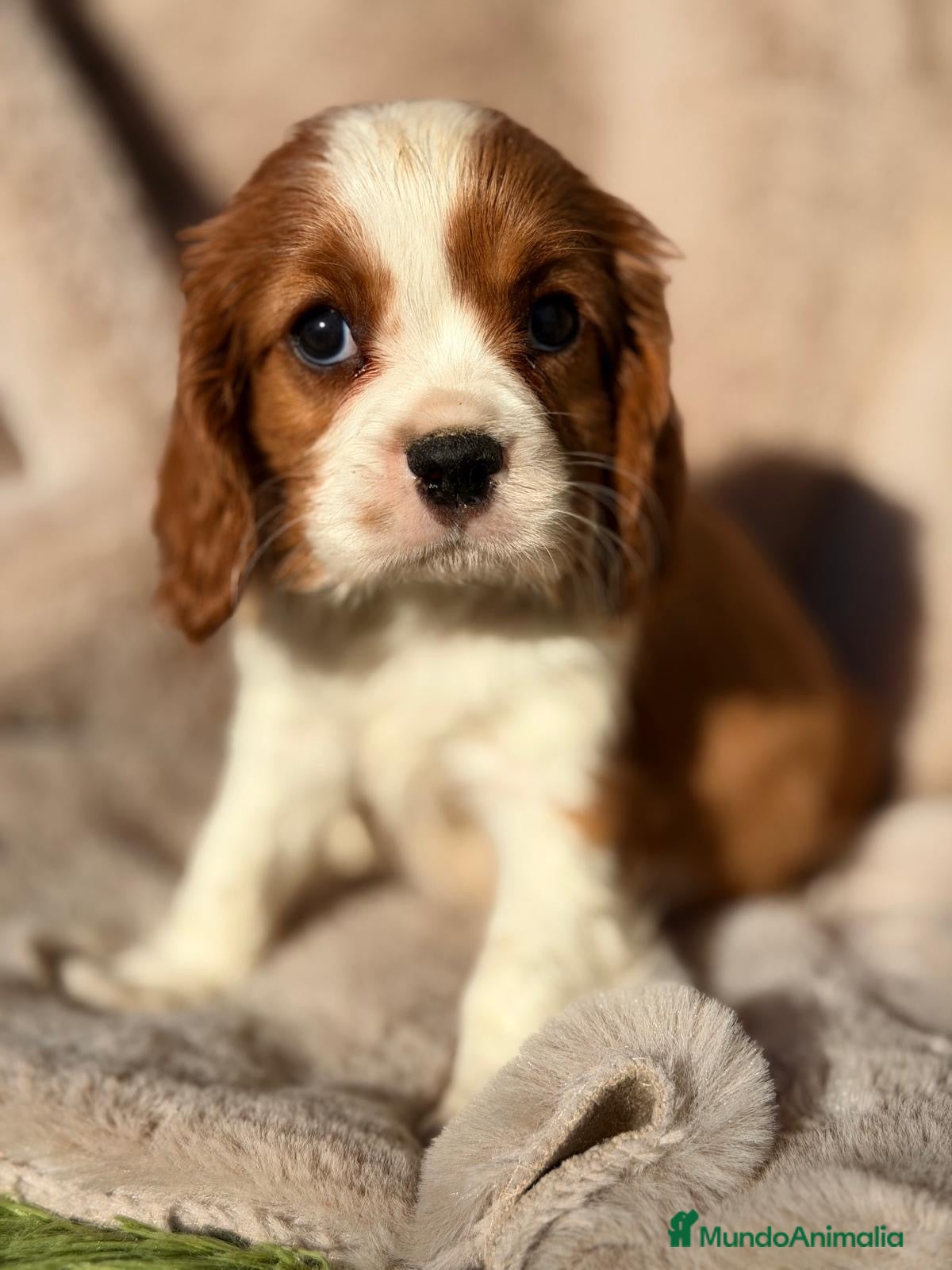 Cavalier King Charles Spaniel perros CAVALIER BLENHEIN Y TRICOLOR - Anuncio 2